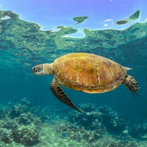 A green turtle in clear water over the reef