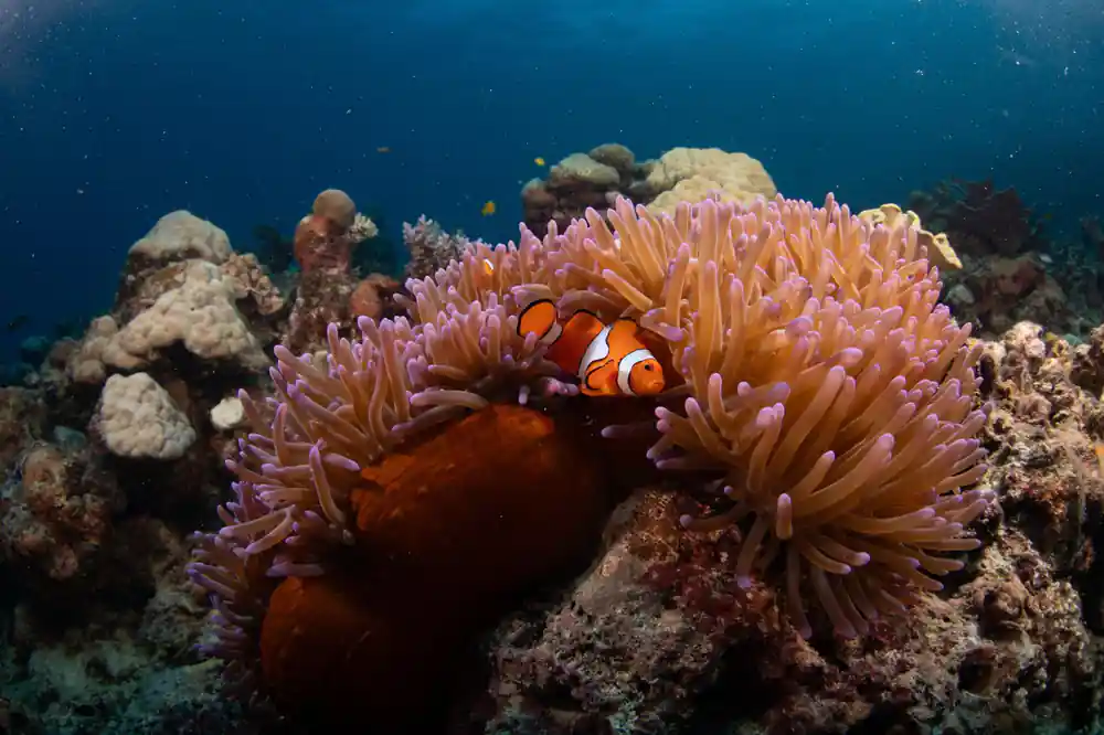 A clownfish among the tentacles of a purple-tipped anemone