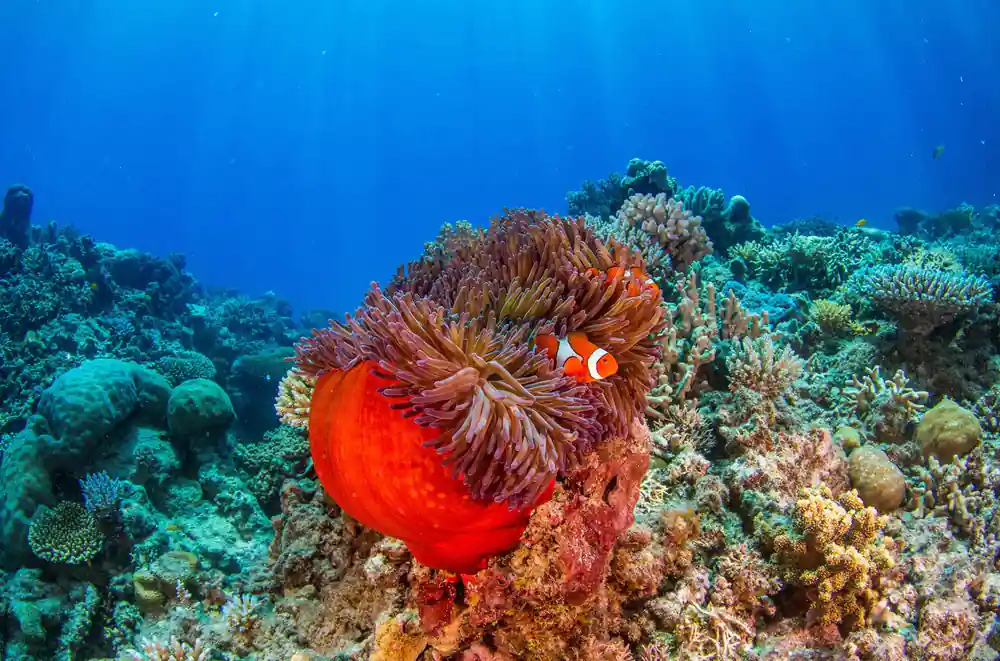 A clownfish in a red anemone on a coral head