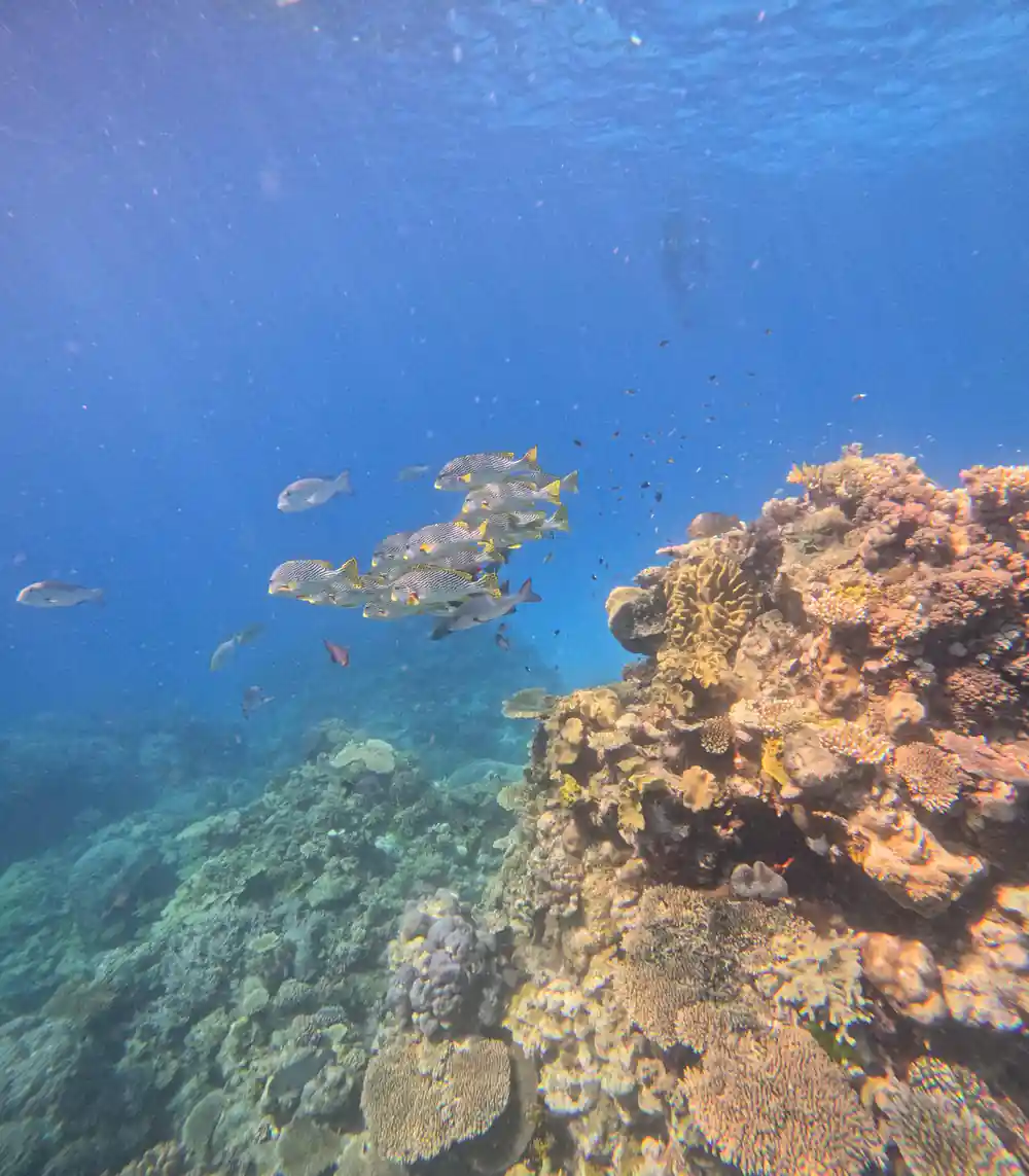 A coral bommie with small fish above it in blue water