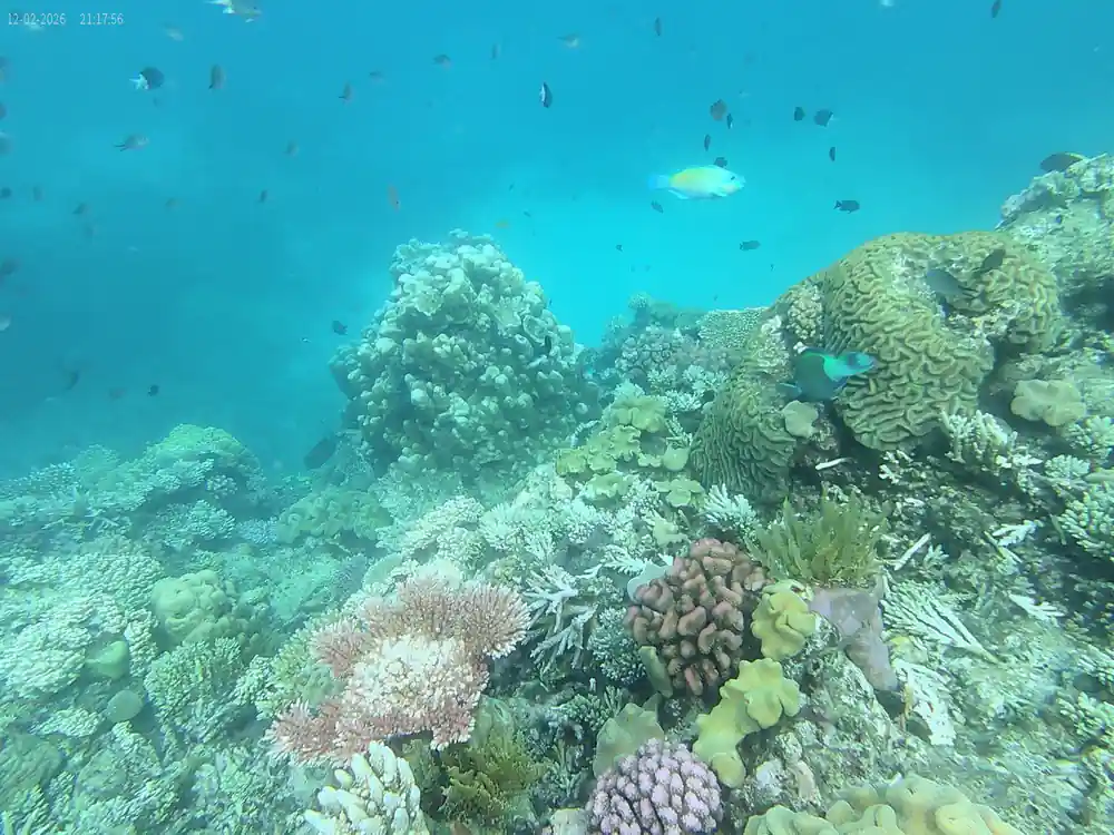 A coral slope falling away into open blue water