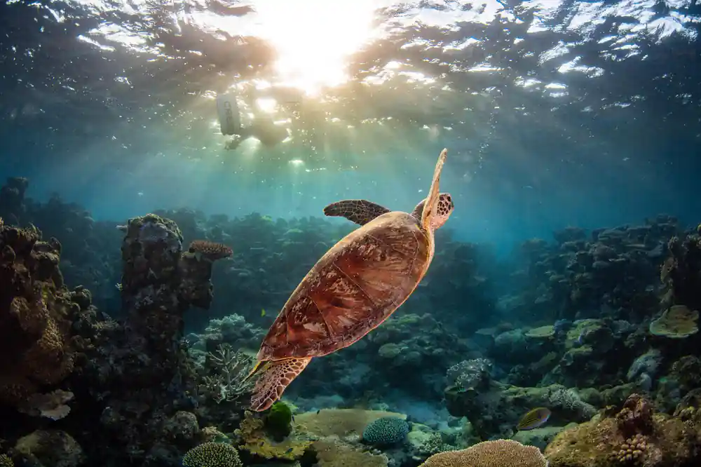 A green turtle swimming through sunbeams above the reef