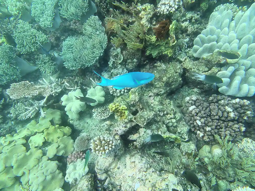 A parrotfish over a dense shallow coral garden