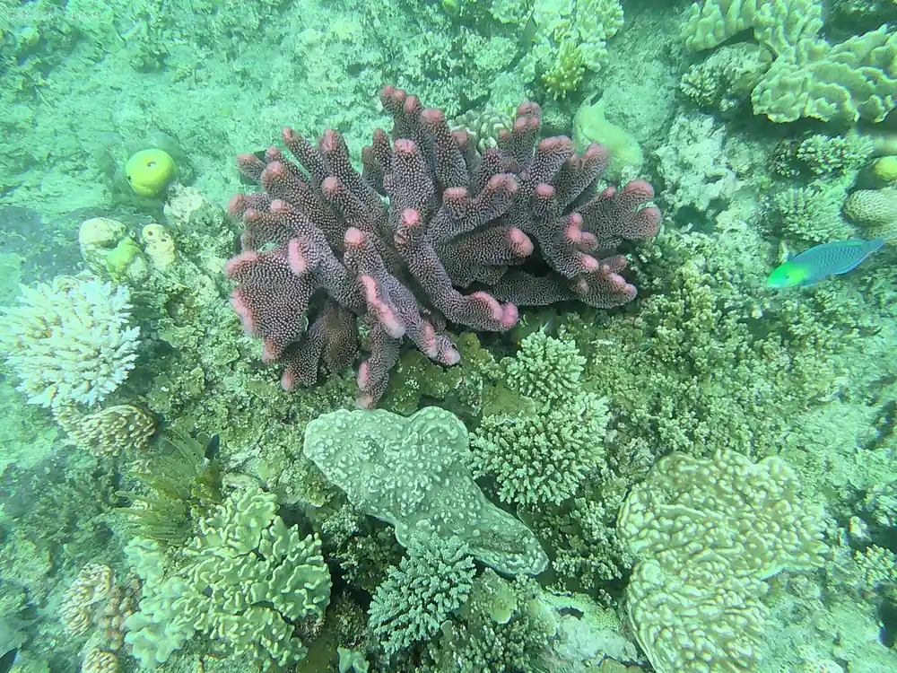 Pink and green soft corals crowded on the reef top